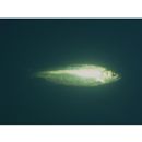 Opsariichthys platypus (Temminck et Schlegel, 1846)