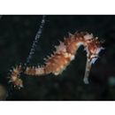 Hippocampus histrix Kaup, 1856