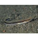 Stichaeidae, indet. gen. & sp