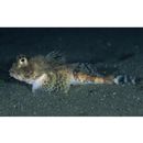 Enophrys diceraus (Pallas, 1783)