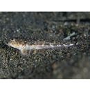 Cottidae, indet. gen. & sp