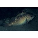 Sebastes taczanowskii (Steindachner, 1880)