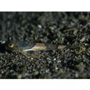 Cottidae, indet. gen. & sp