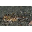 Enophrys diceraus (Pallas, 1783)