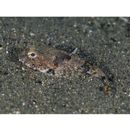 Cottidae, indet. gen. & sp