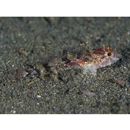 Cottidae, indet. gen. & sp