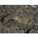 Enophrys diceraus (Pallas, 1783)