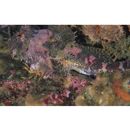 Enophrys diceraus (Pallas, 1783)