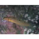 Opisthocentrus zonope Jordan et Snyder, 1902