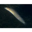 Opisthocentrus tenuis Bean et Bean, 1897