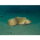 Pholidapus dybowskii (Steindachner, 1880)