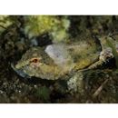 Cottidae, indet. gen. & sp