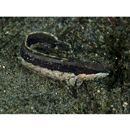 Stichaeidae, indet. gen. & sp