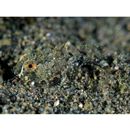 Enophrys diceraus (Pallas, 1783)