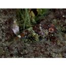 Enophrys diceraus (Pallas, 1783)