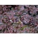 Enophrys diceraus (Pallas, 1783)