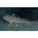 Cottidae, indet. gen. & sp