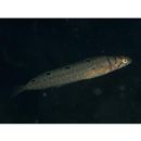 Opisthocentrus zonope Jordan et Snyder, 1902