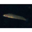 Opisthocentrus zonope Jordan et Snyder, 1902