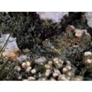 Cottidae, indet. gen. & sp