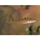 Opisthocentrus zonope Jordan et Snyder, 1902