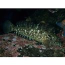 Hexagrammos octogrammus (Pallas, 1814)