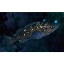 Sebastes taczanowskii (Steindachner, 1880)