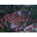 Enophrys diceraus (Pallas, 1783)