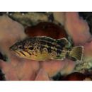 Sebastes trivittatus Hilgendorf, 1880