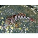 Cottidae, indet. gen. & sp