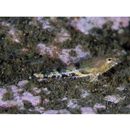 Cottidae, indet. gen. & sp