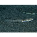 Stichaeidae, indet. gen. & sp