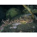 Cottidae, indet. gen. & sp