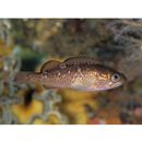 Sebastes taczanowskii (Steindachner, 1880)