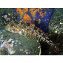 Cottidae, indet. gen. & sp