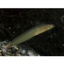 Stichaeidae, indet. gen. & sp