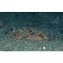 Scorpaenopsis cirrosa (Thunberg, 1793)