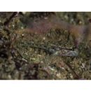 Istigobius campbelli (Jordan et Snyder, 1901)