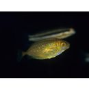 Siganus fuscescens (Houttuyn, 1782)