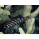 Cheilodipterus quinquelineatus Cuvier, 1828