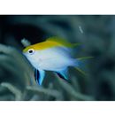 Neoglyphidodon melas (Cuvier, 1830)