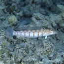 Parapercis multiplicata Randall, 1984