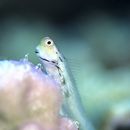 Ecsenius yaeyamaensis (Aoyagi, 1954)