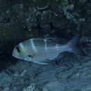 Monotaxis grandoculis (Forsskal, 1775)