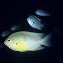 Pomacentrus amboinensis Bleeker, 1868