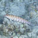 Parapercis multiplicata Randall, 1984