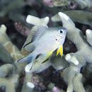 Amblyglyphidodon leucogaster (Bleeker, 1847)