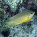 Pomacentrus amboinensis Bleeker, 1868