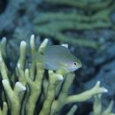 Pomacentrus amboinensis Bleeker, 1868