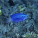 Pomacentrus coelestis Jordan et Starks, 1901